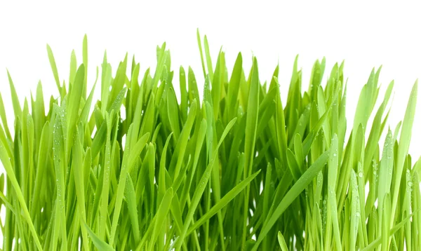 Vackra gröna gräset isolted på vit Stockbild
