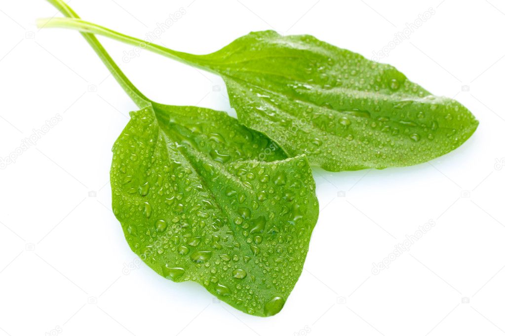 Plantain leaves with drops isolated on a white