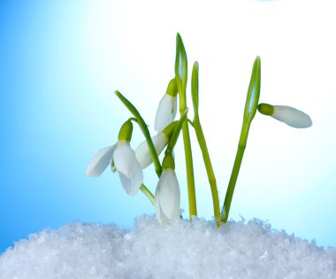 Beautiful snowdrops in snow on blue background clipart