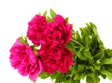 güzel pembe peonies üzerinde beyaz izole