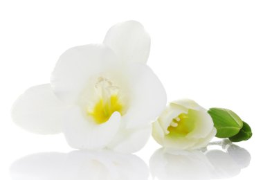 Beautiful freesia isolated on white clipart