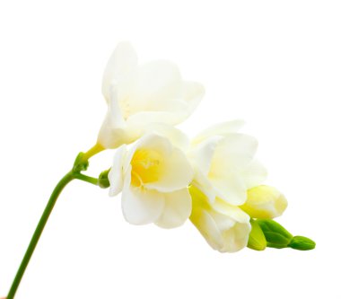 Beautiful freesia isolated on white