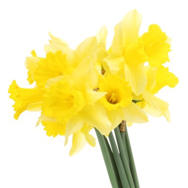 Beautiful yellow daffodils isolated on white clipart