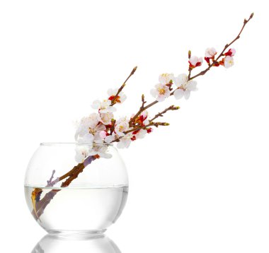 Beautiful apricot blossom in transparent vase isolated on white clipart
