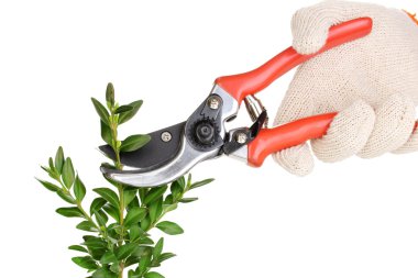 Trimming bush branch with pruner isolated on white clipart