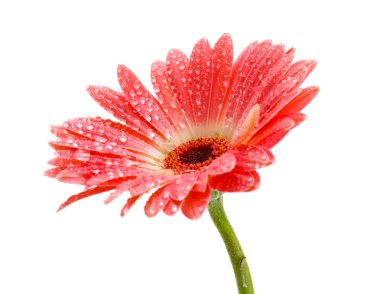 damla üzerinde beyaz izole güzel pembe gerbera