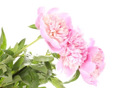 Üç pembe peonies üzerinde beyaz izole