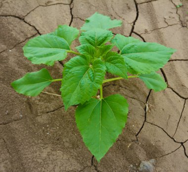 Sunflower growing out of soil in field clipart