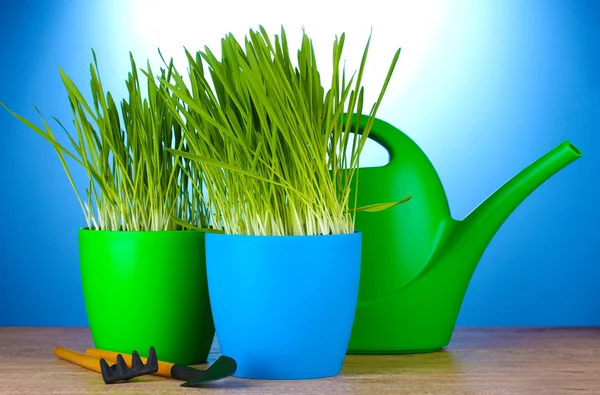 Beautiful grass in a flowerpots, watering can and garden tools on wooden table on blue background — Stock Photo, Image