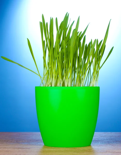 Mooie gras in een bloempot op houten tafel op blauwe achtergrond — Stockfoto