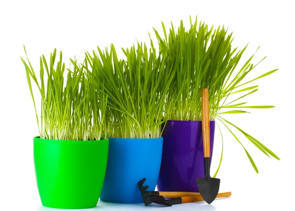 美しい草、植木鉢、白で隔離されるガーデン ツール — ストック写真