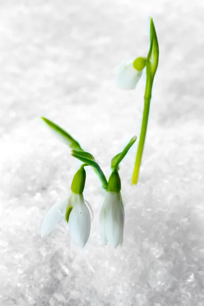 Beautiful snowdrops in snow close up — Stock Photo, Image