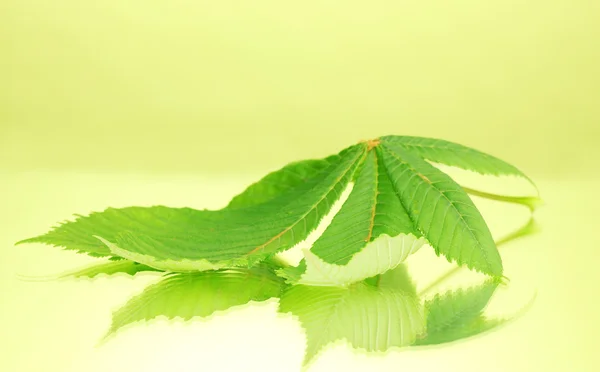 Grönt blad på grön bakgrund — Stockfoto
