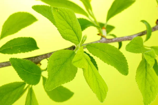 緑の背景に緑色の葉と枝 — ストック写真