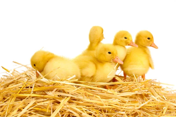 Beyaz izole saman üzerinde beş ördek yavrusu — Stok fotoğraf