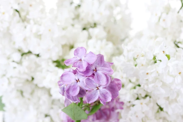 Fiori lilla su sfondo bianco primo piano — Foto Stock