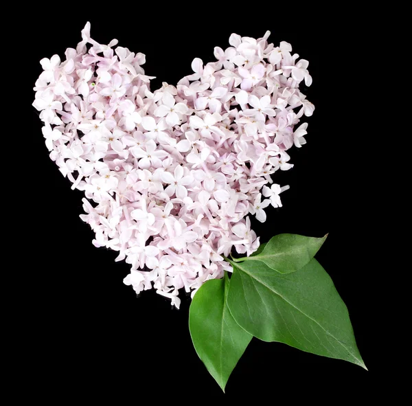 블랙에 고립 된 심장 모양에서 라일락 꽃잎 — 스톡 사진