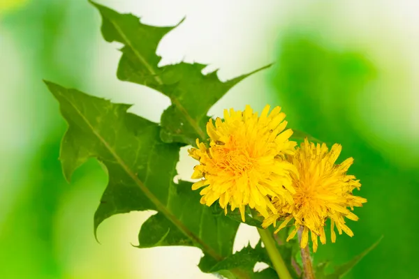 Flores de dente de leão e folhas no fundo verde — Fotografia de Stock
