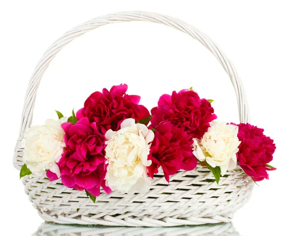 Beautiful pink and white peonies in basket with bow isolated on white — Stock Photo, Image