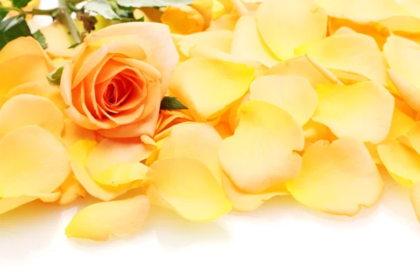 Красивые оранжевые лепестки роз и розы изолированы на белом — стоковое фото