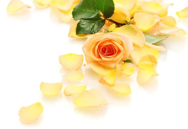 Красивые оранжевые лепестки роз и розы изолированы на белом — стоковое фото