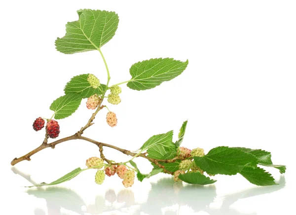 Mulberry twig isolated on white background close-up — Stock Photo, Image