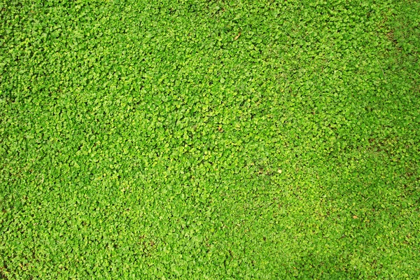 Yeşil çim yakın çekim — Stok fotoğraf