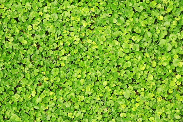 녹색 잔디 클로즈업 — 스톡 사진