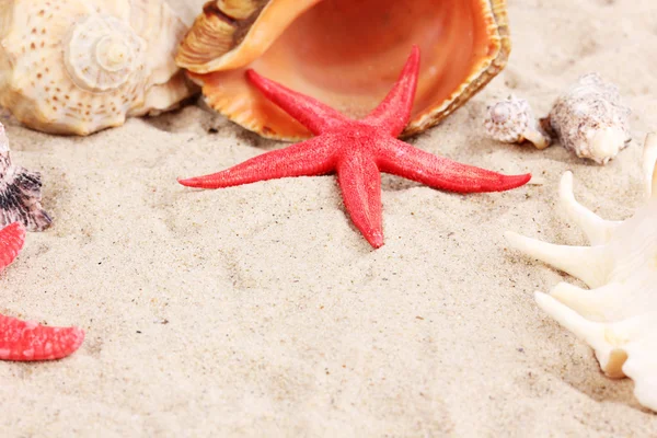 Muszle i rozgwiazdy na piasku z bliska — Zdjęcie stockowe