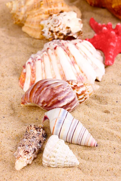 Conchas marinas y estrellas de mar en primer plano de arena —  Fotos de Stock