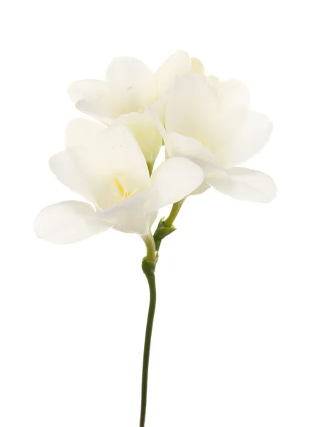白で隔離される美しいフリージア — ストック写真