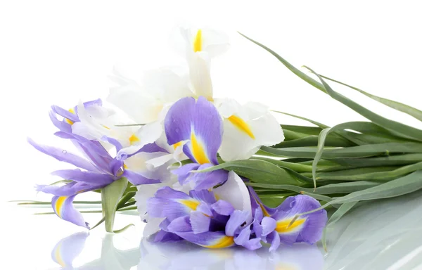Beautiful bright irises isolated on white — Stock Photo, Image