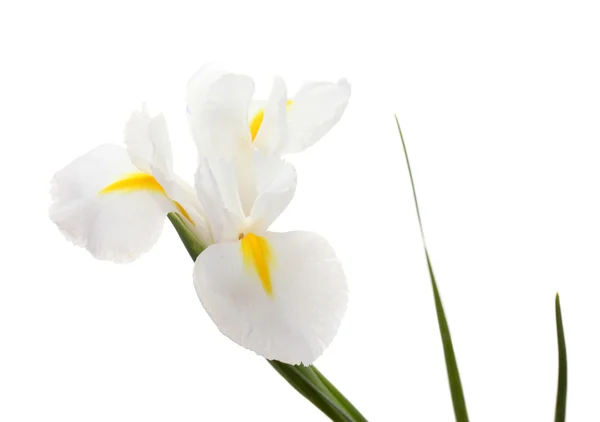 白で隔離される美しいアイリス — ストック写真