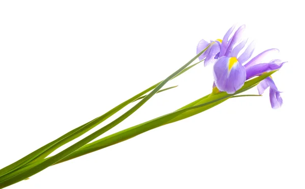 Beautiful iris isolated on white — Stock Photo, Image