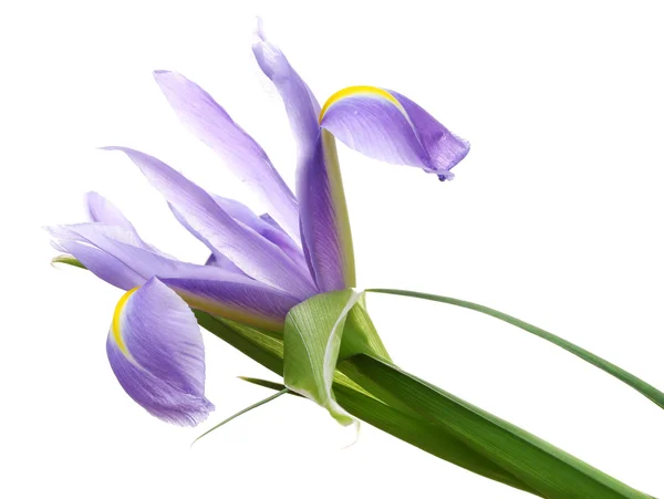 Hermoso iris aislado en blanco —  Fotos de Stock