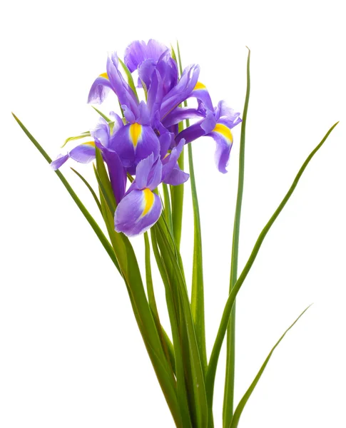 Schöne helle Iris isoliert auf weiß — Stockfoto