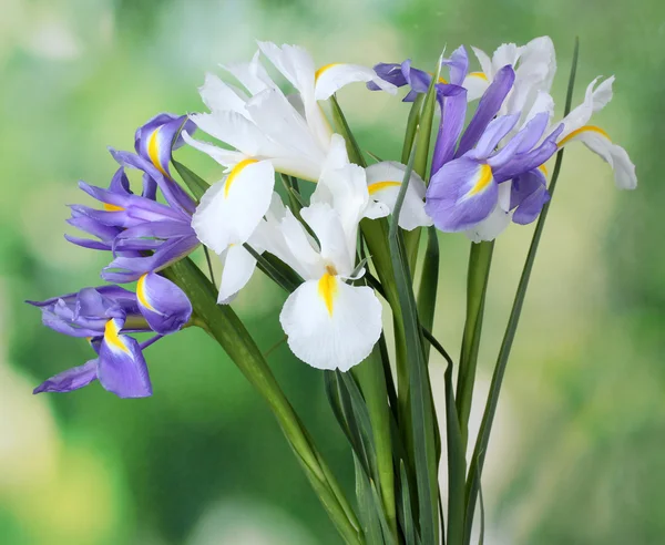 Beaux iris lumineux sur fond vert — Photo
