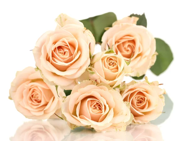 Schöne Rosen isoliert auf weiß — Stockfoto