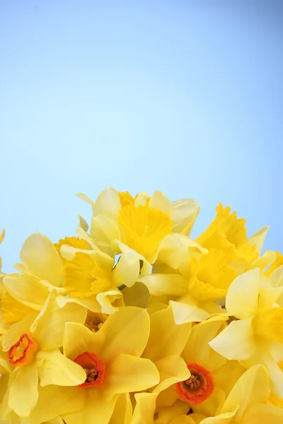 Krásné žluté narcisy na modrém pozadí — Stock fotografie