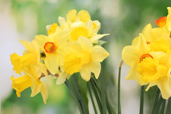 Beautiful yellow daffodils on green background — Stock Photo, Image