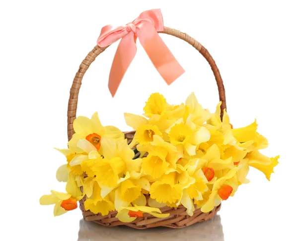 Beautiful yellow daffodils in basket with bow isolated on white — Stock Photo, Image