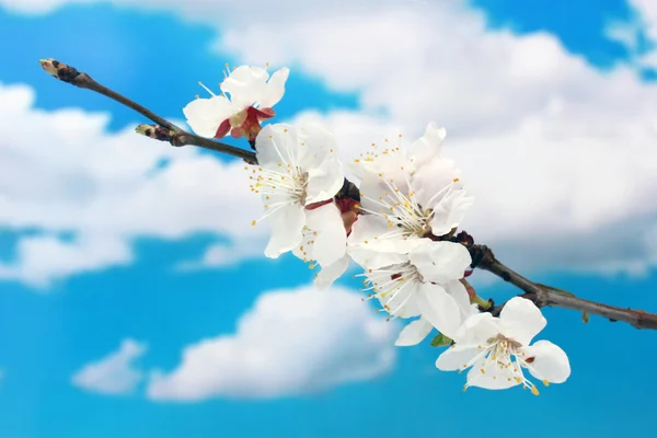 Belle fleur d'abricot sur fond bleu ciel — Photo