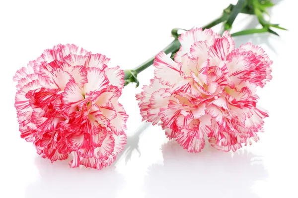 Two pink beautiful carnations isolated on white — Stock Photo, Image
