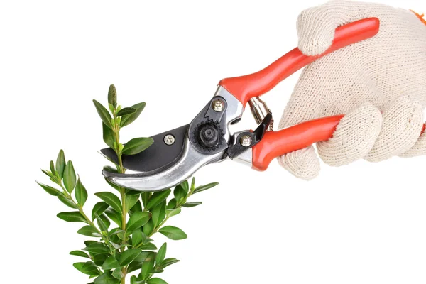 Trimming bush branch with pruner isolated on white — Stock Photo, Image