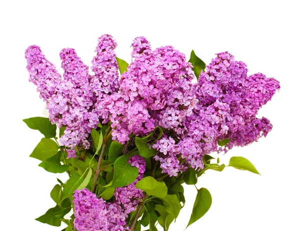 Hermosas flores de color lila aisladas en blanco —  Fotos de Stock