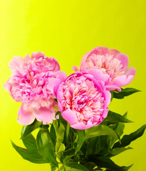Drie roze pioenrozen op groene achtergrond — Stockfoto