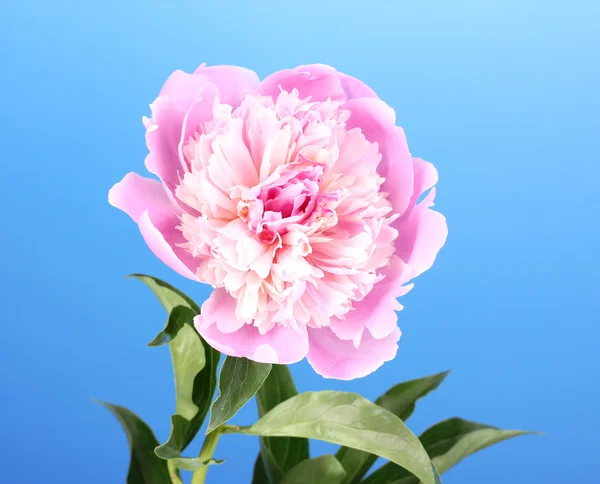 Pink peony on blue background — Stock Photo, Image