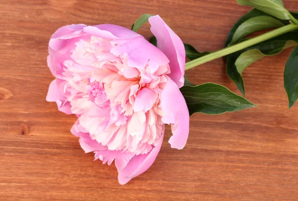 木制背景的粉色牡丹 — 图库照片