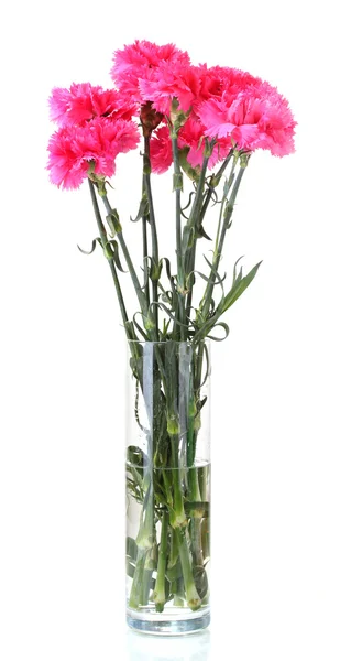 Beautiful pink carnations in glass vase isolated on white — Stock Photo, Image