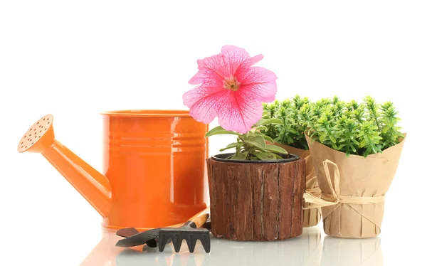 Arrosoir, outils et plantes en pot isolé sur blanc — Photo